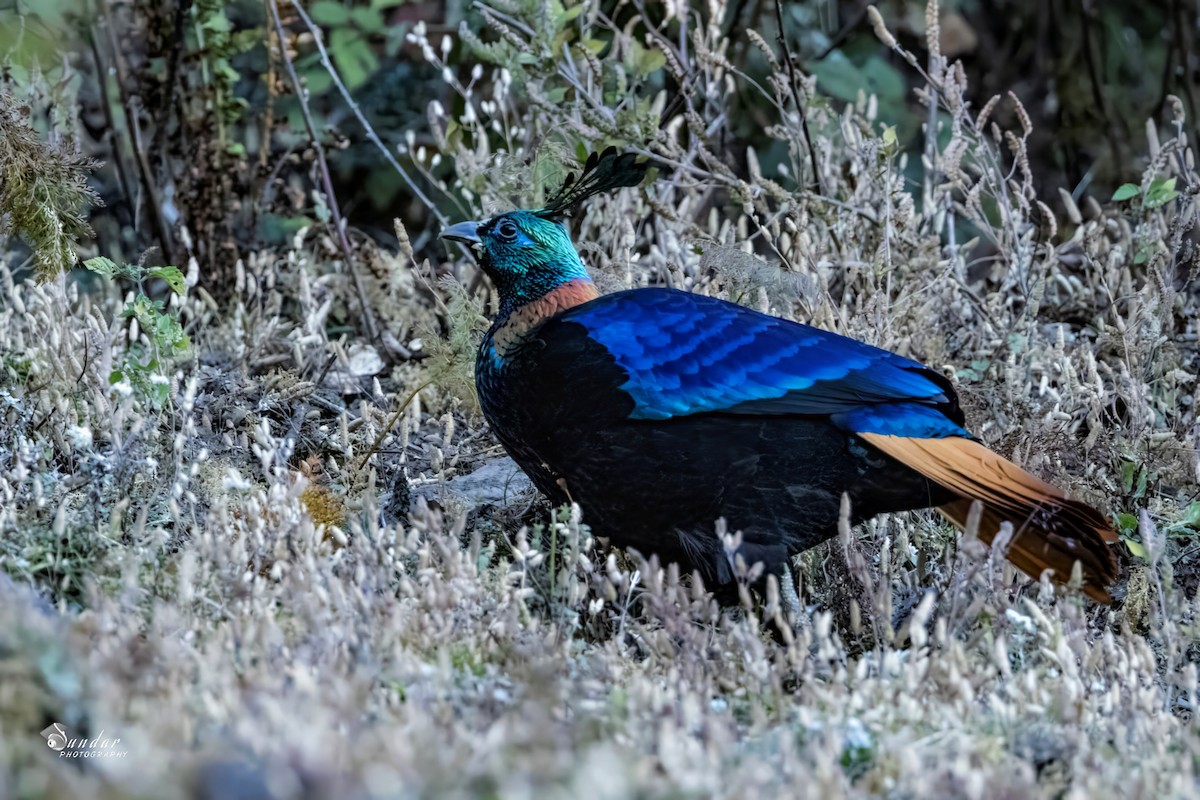 Himalayan Monal - ML646671658