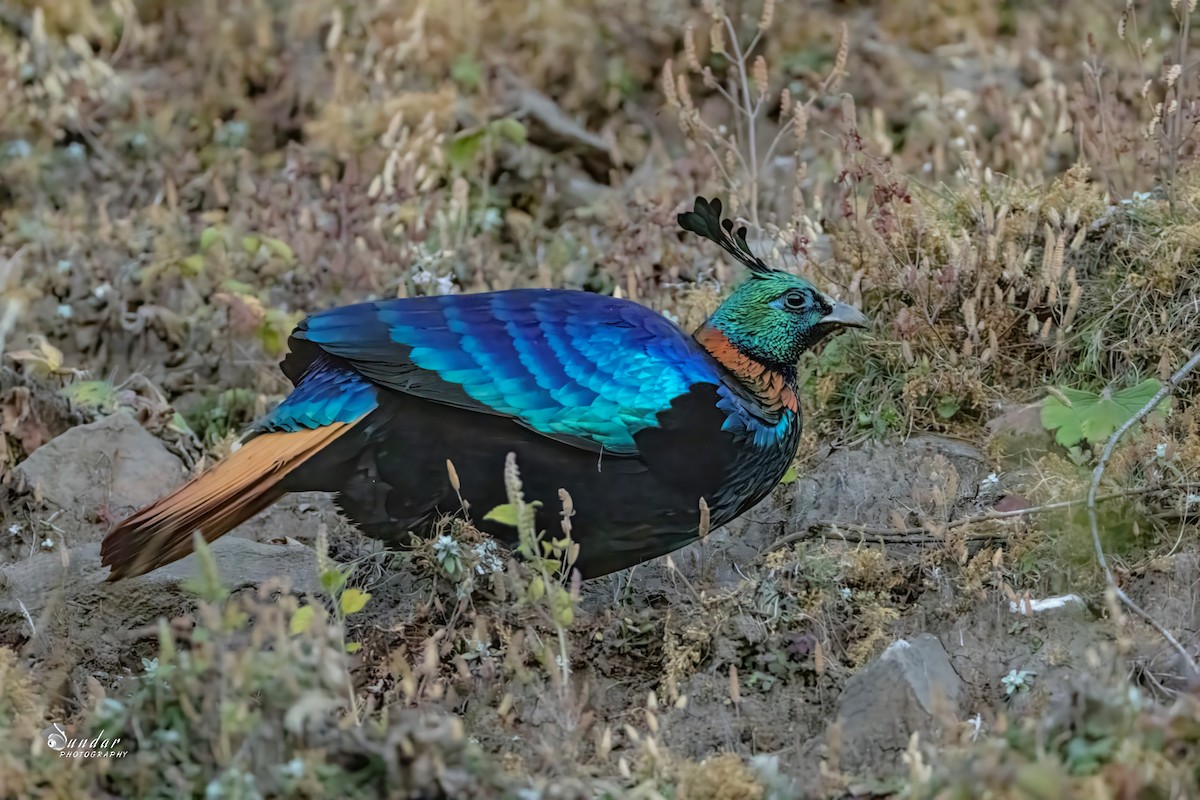 Himalayan Monal - ML646671659