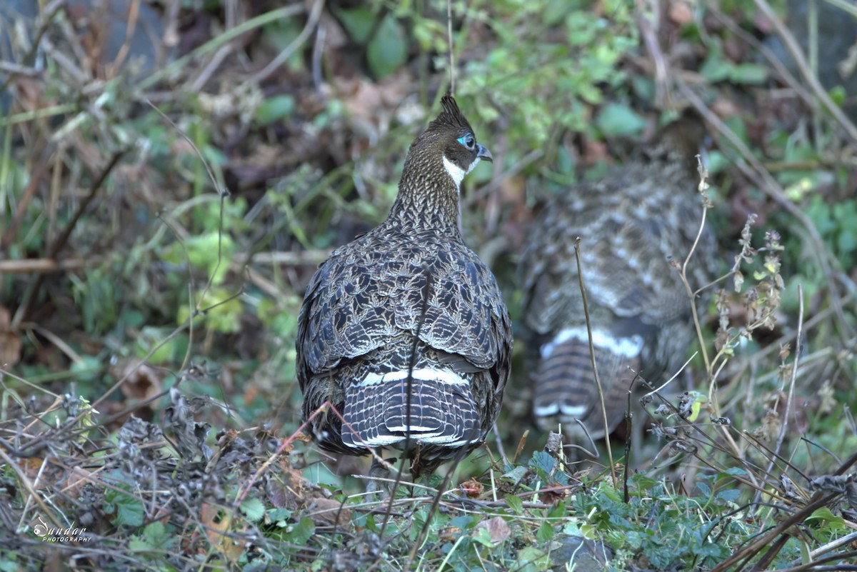 Himalayan Monal - ML646671660