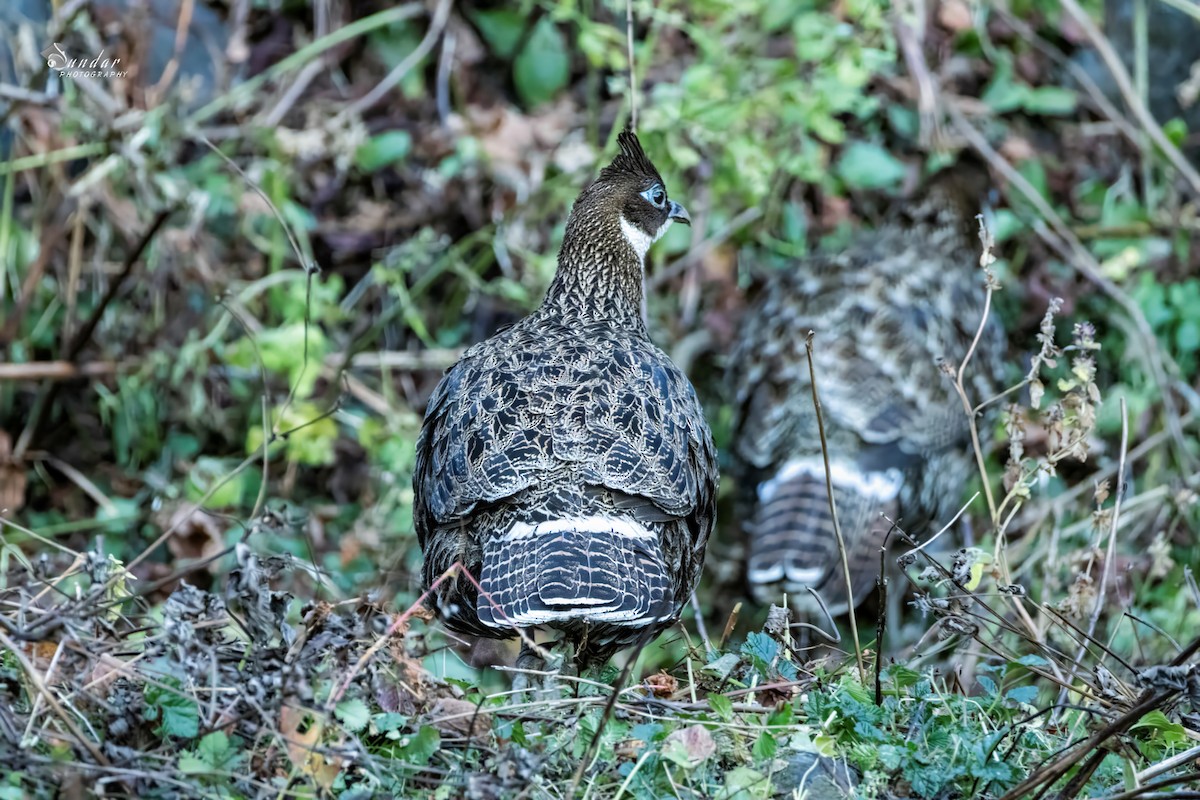 Himalayan Monal - ML646671662