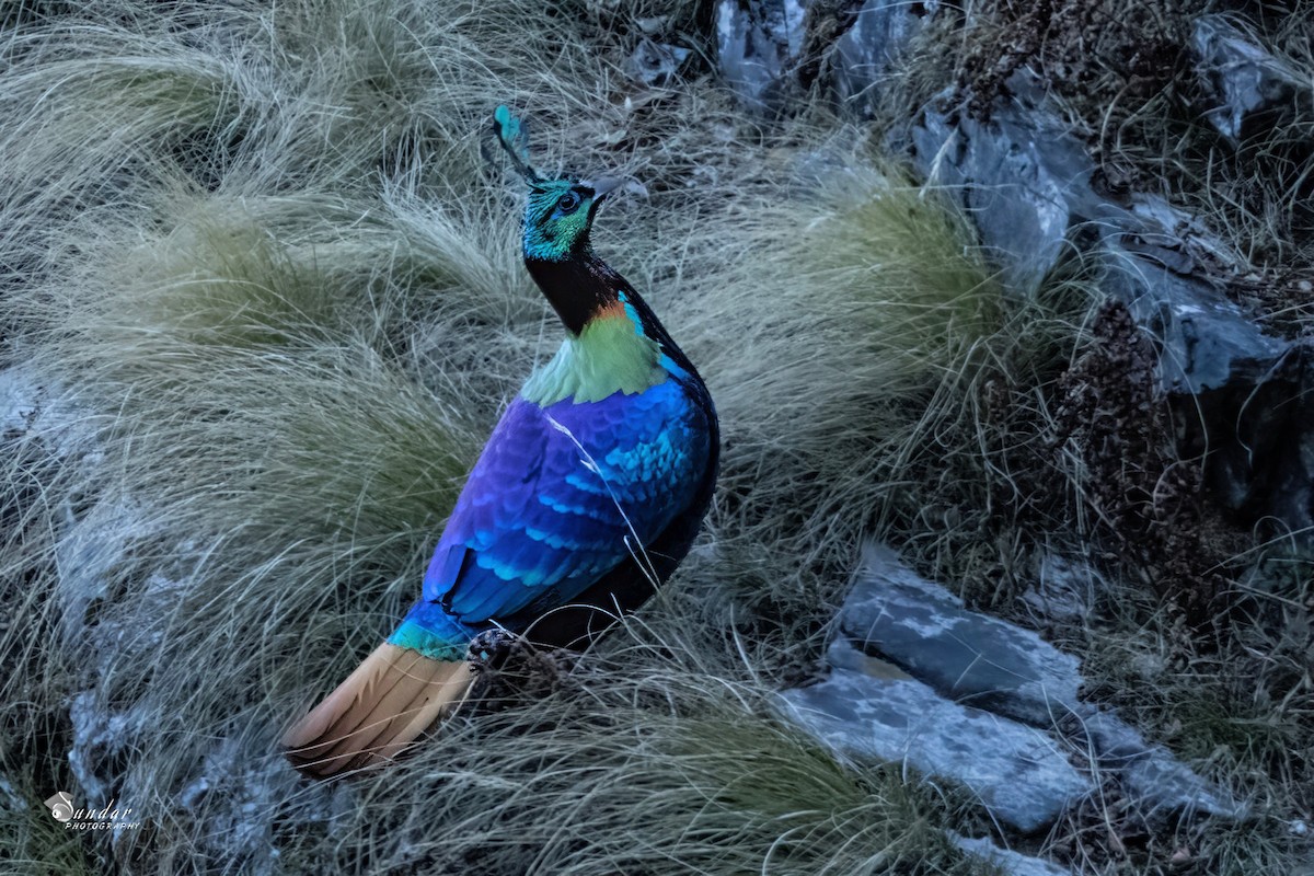 Himalayan Monal - ML646671663