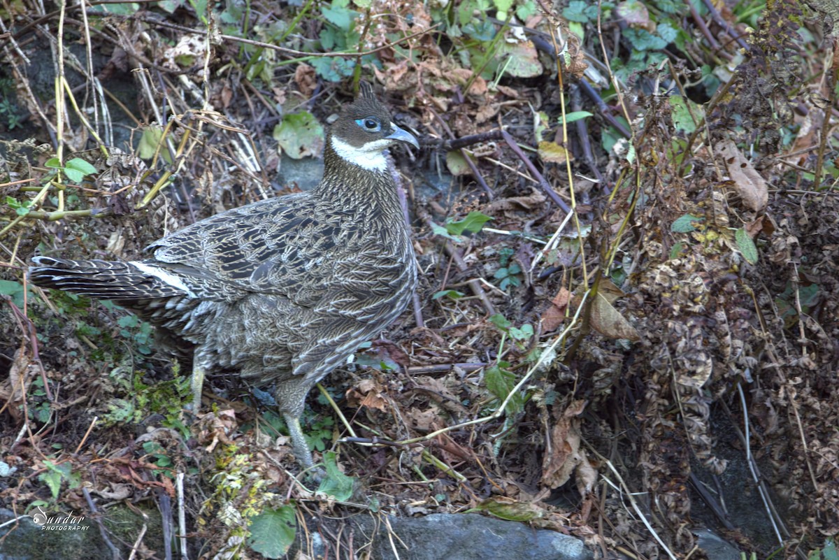 Himalayan Monal - ML646671664