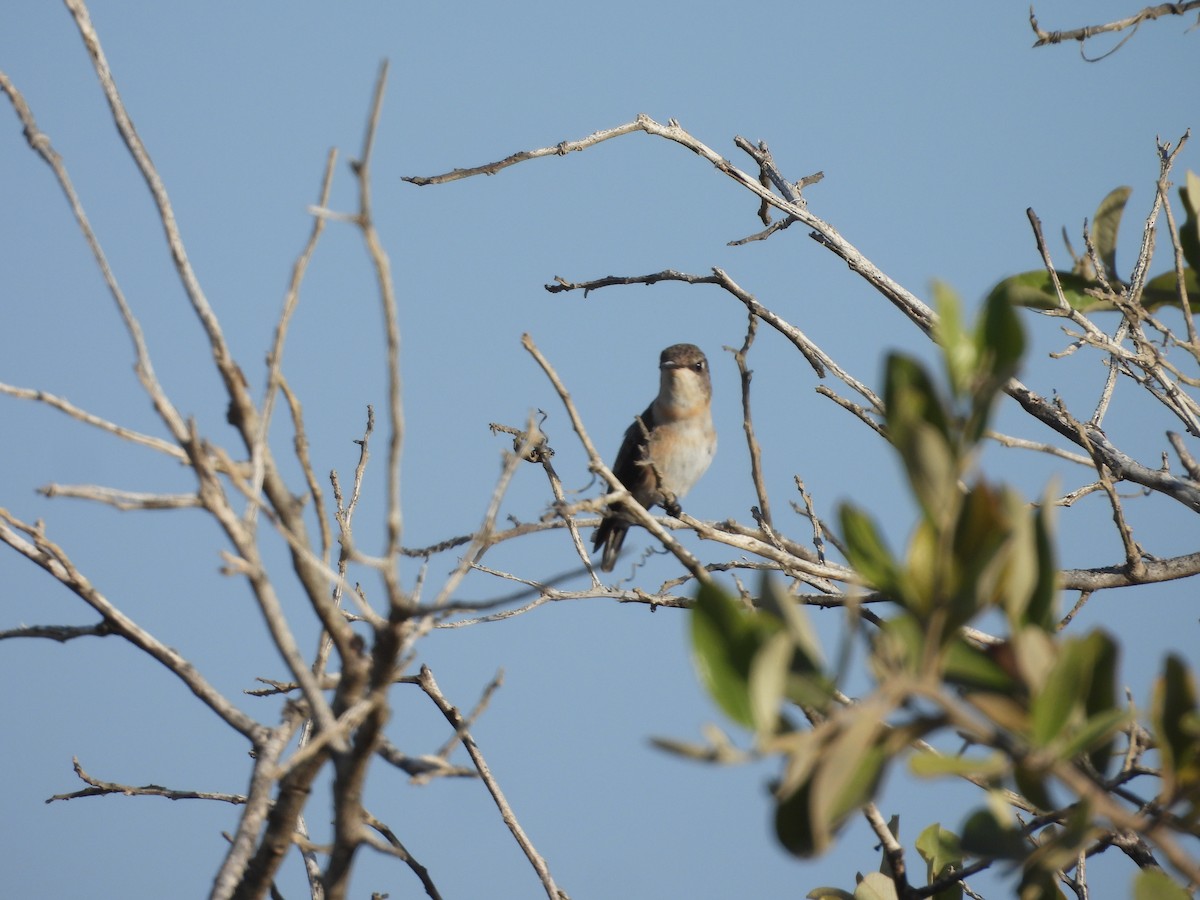 Peruvian Sheartail - ML646671665