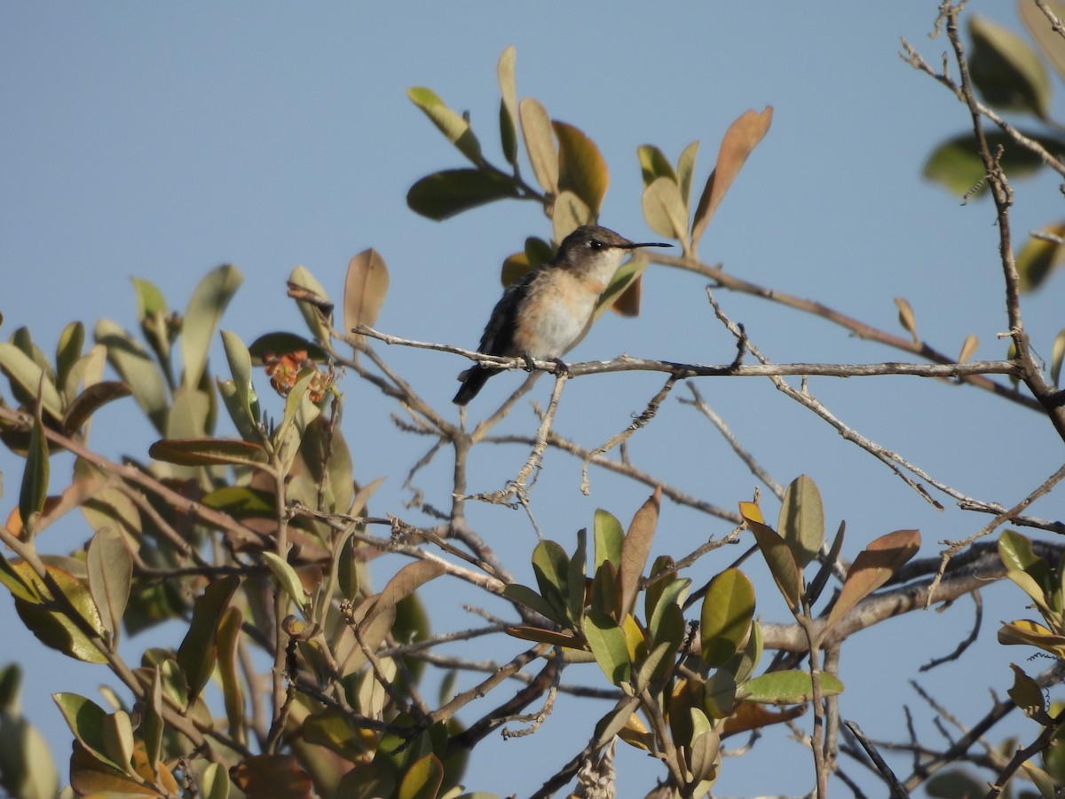 Peruvian Sheartail - ML646671666