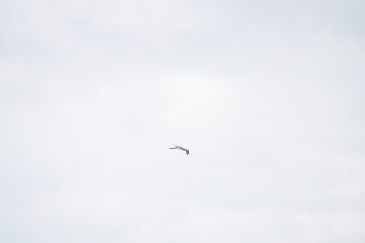 Northern Gannet - ML646671667