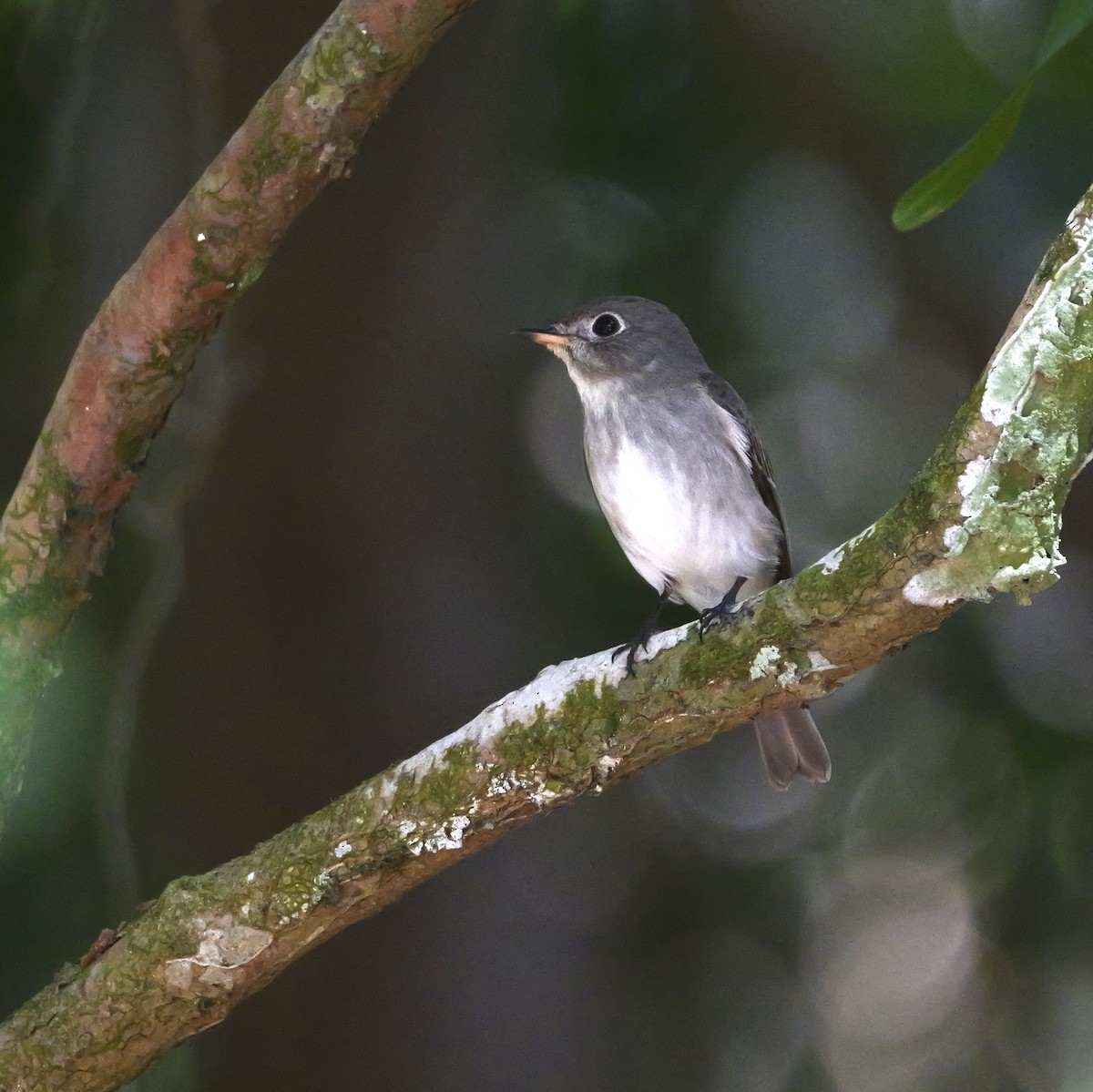 Asian Brown Flycatcher (Northern) - ML646671668
