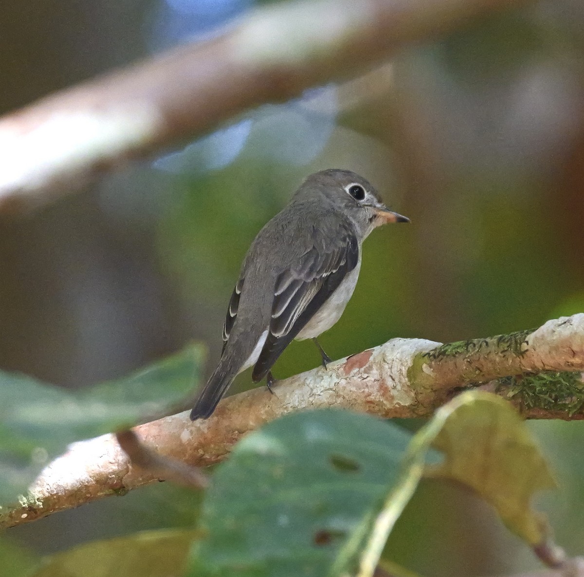 Asian Brown Flycatcher (Northern) - ML646671669