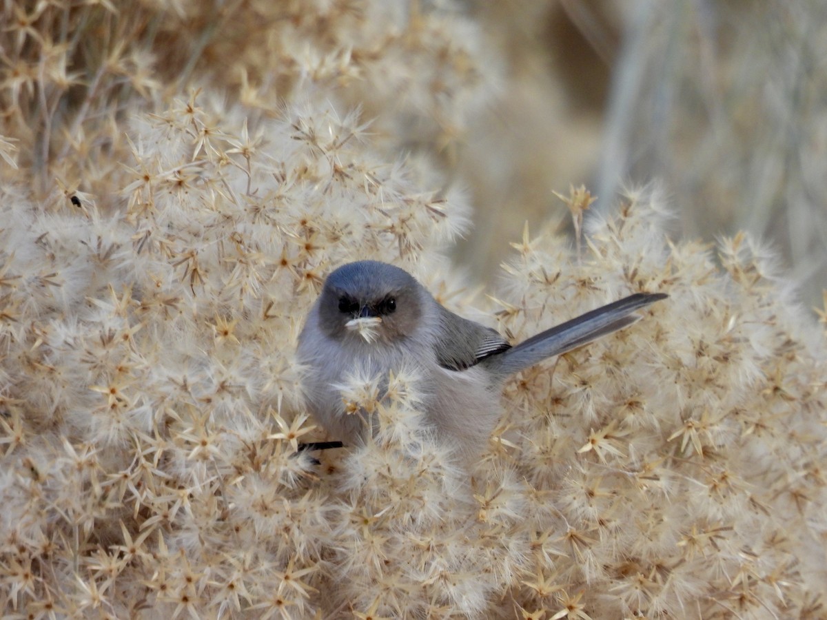 Bushtit - ML646671670