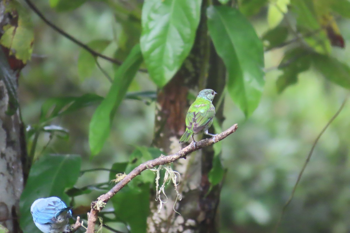 Black-capped Tanager - ML646671671