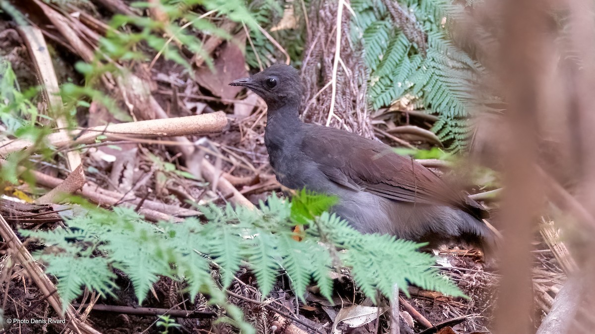 Superb Lyrebird - ML646671674