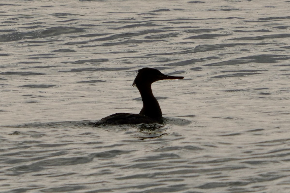Red-breasted Merganser - ML646671675
