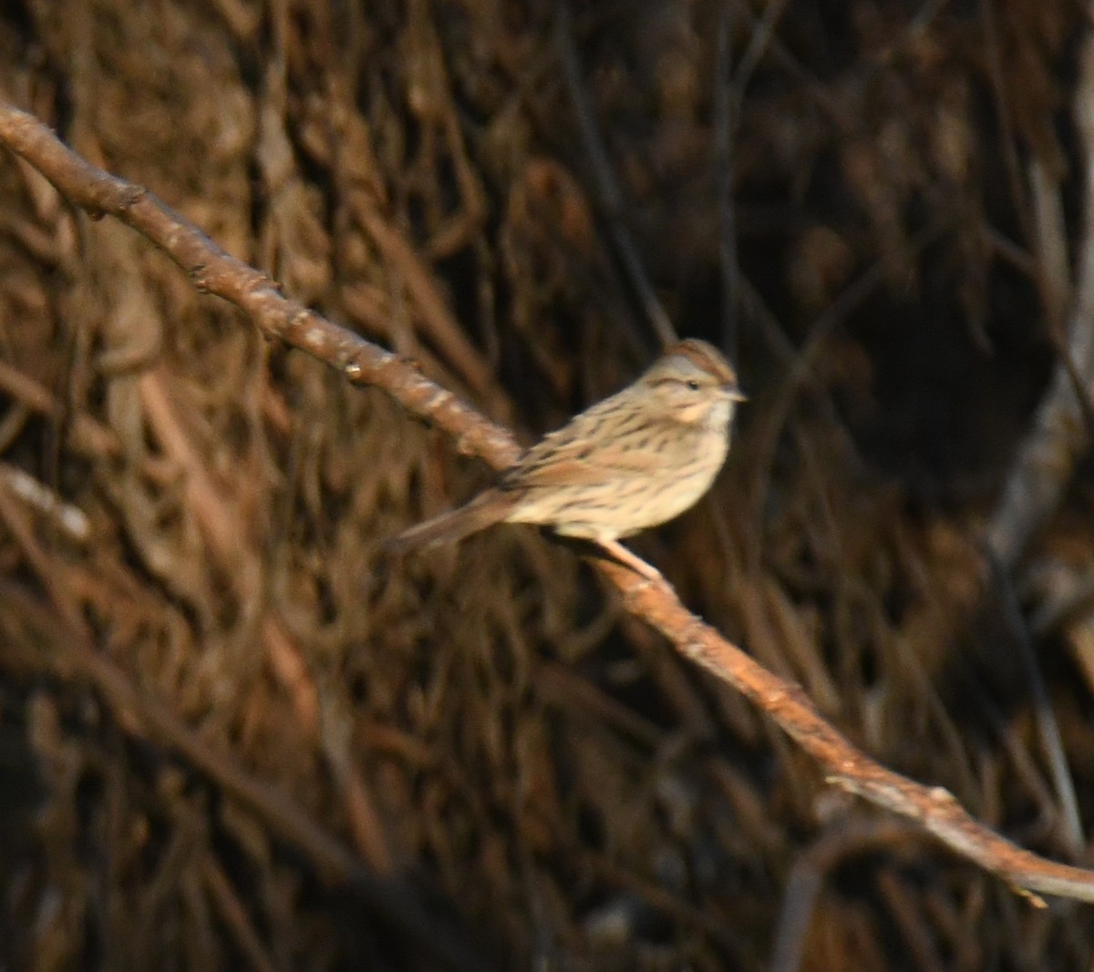 Lincoln's Sparrow - ML646671676