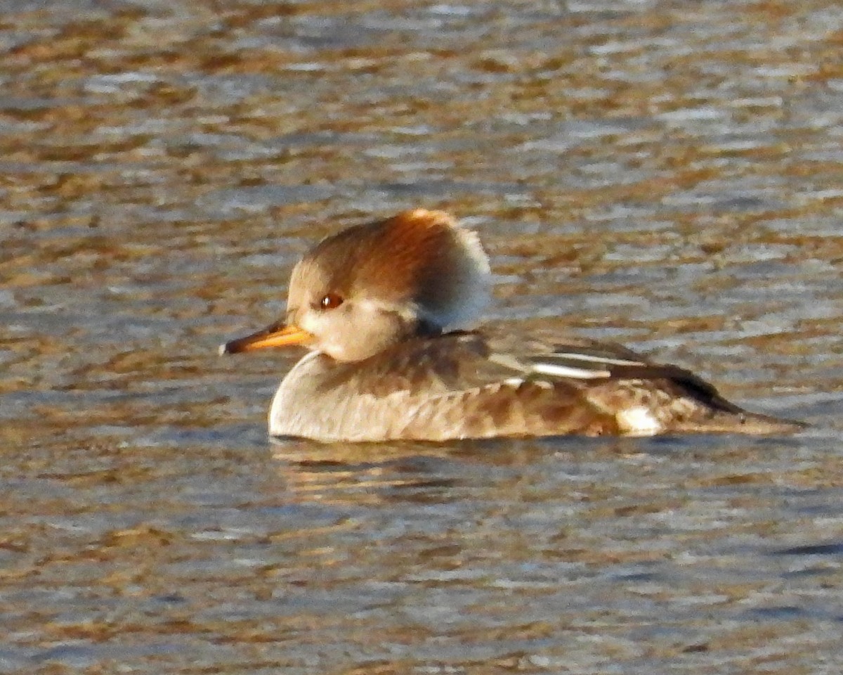 Hooded Merganser - ML646671677