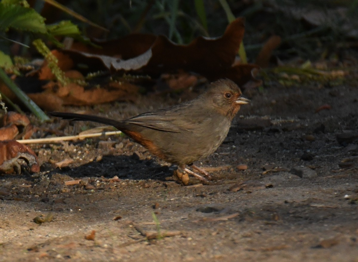 California Towhee - ML646671679