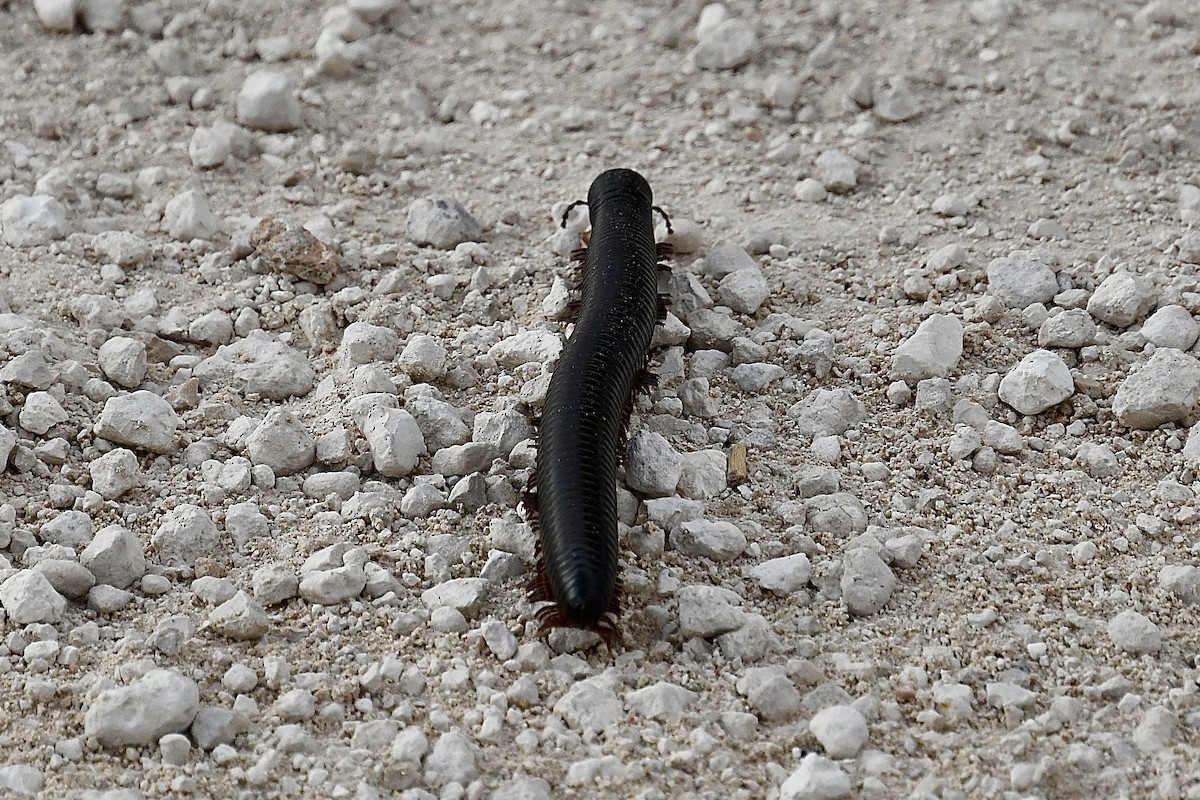 Common Giant Black Millipede - ML646671680