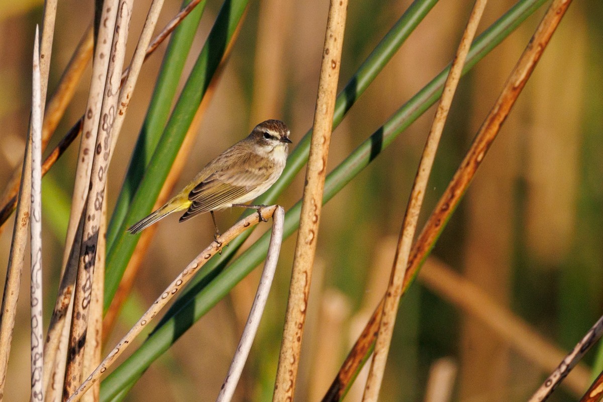 Palm Warbler - ML646671682