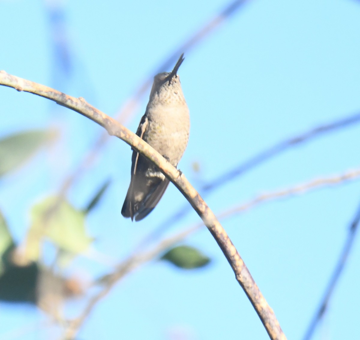 Colibri d'Anna - ML646671683