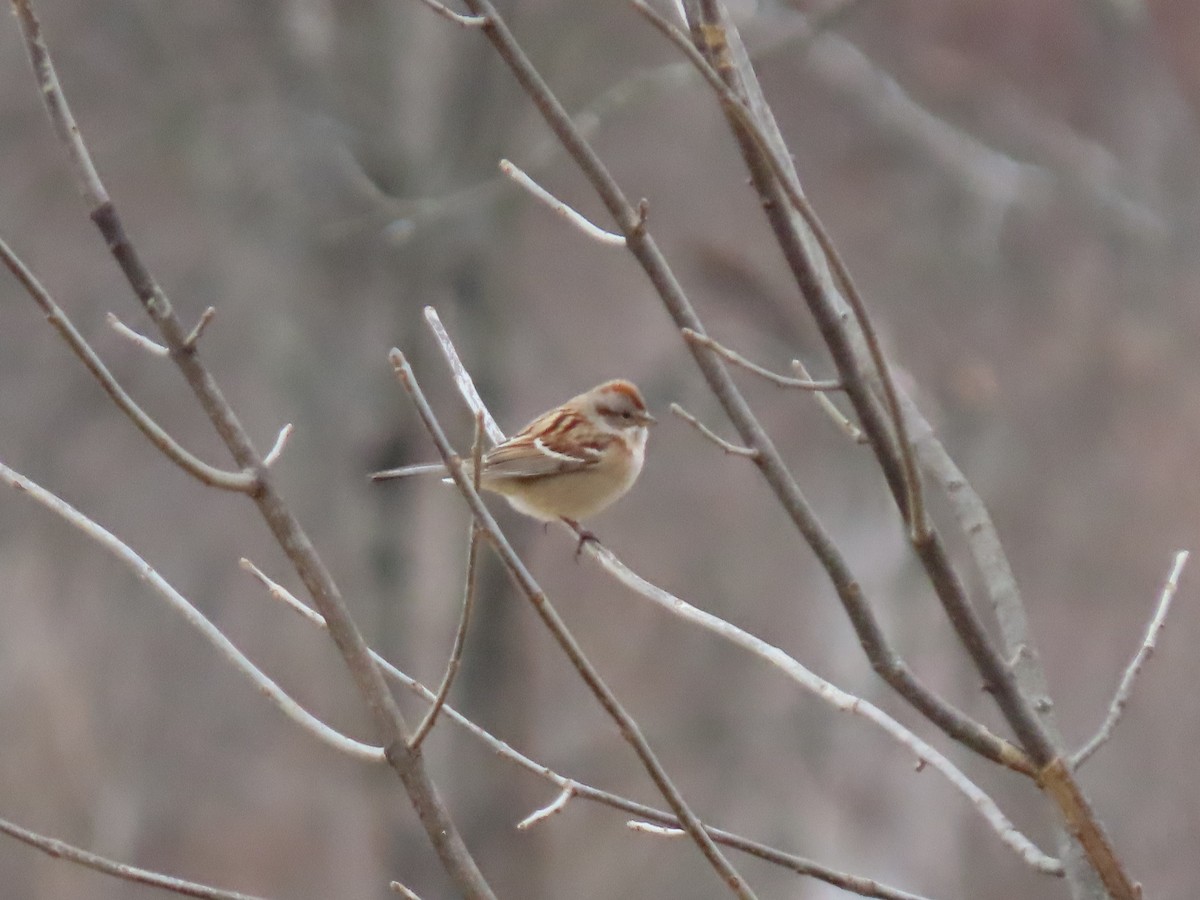 strnádka pokřovní - ML646671685