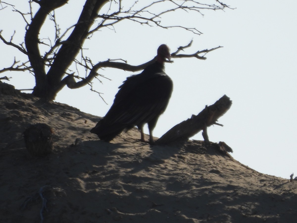 Turkey Vulture - ML646671686
