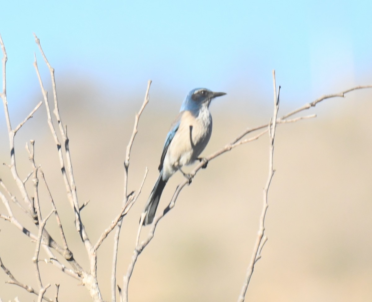 Geai buissonnier - ML646671687