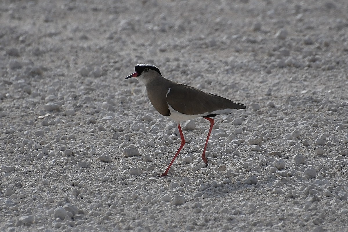 Crowned Lapwing - ML646671688