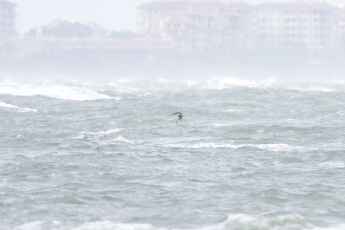 Короткохвостый/Средний поморник - ML646671689