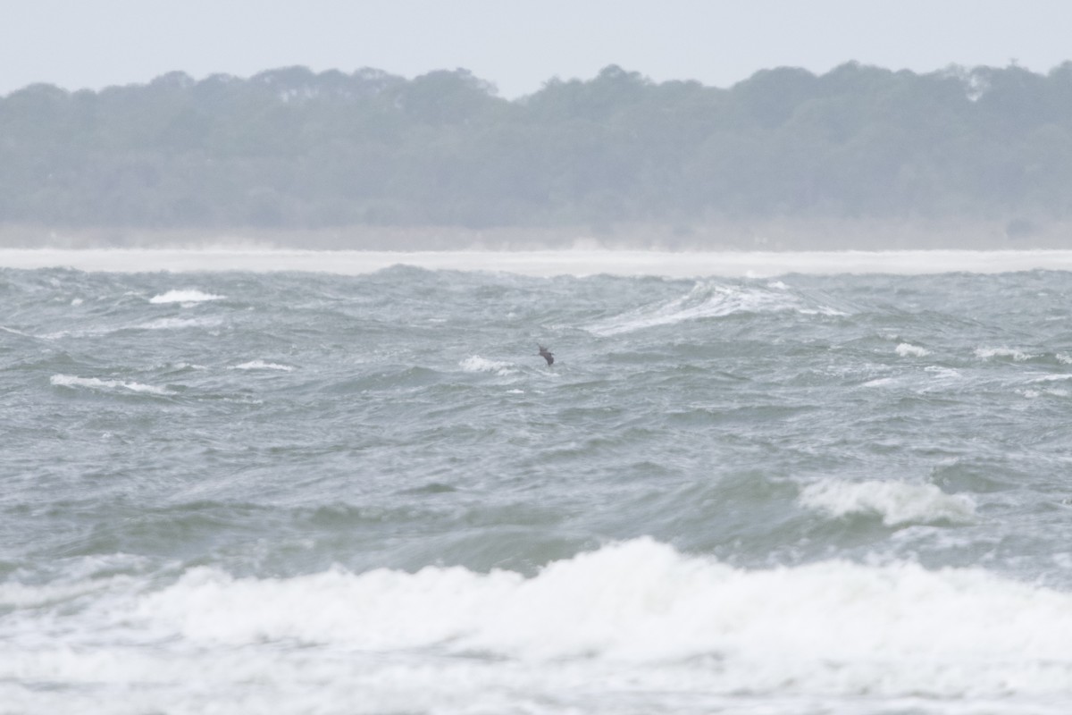 Короткохвостый/Средний поморник - ML646671690
