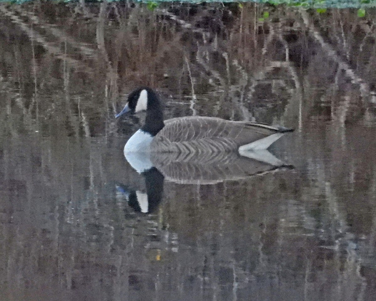 Oca canadese maggiore - ML646671695