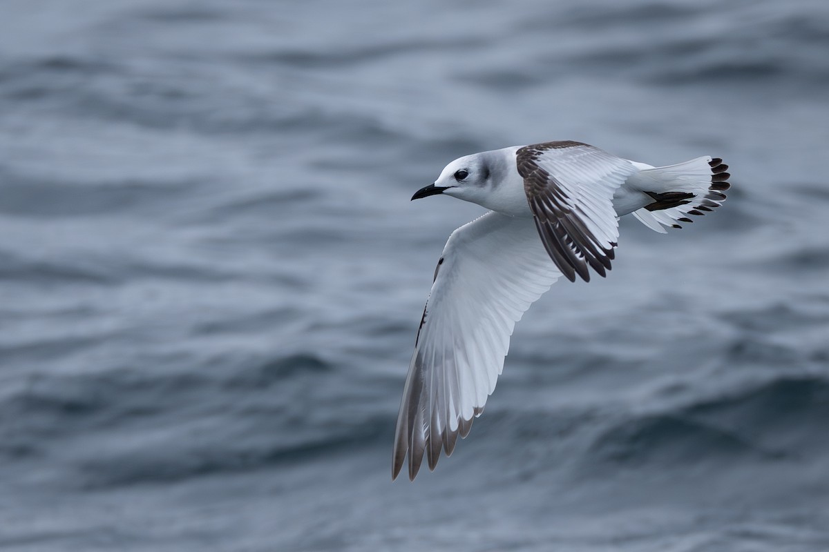 Black-legged Kittiwake - ML646671698