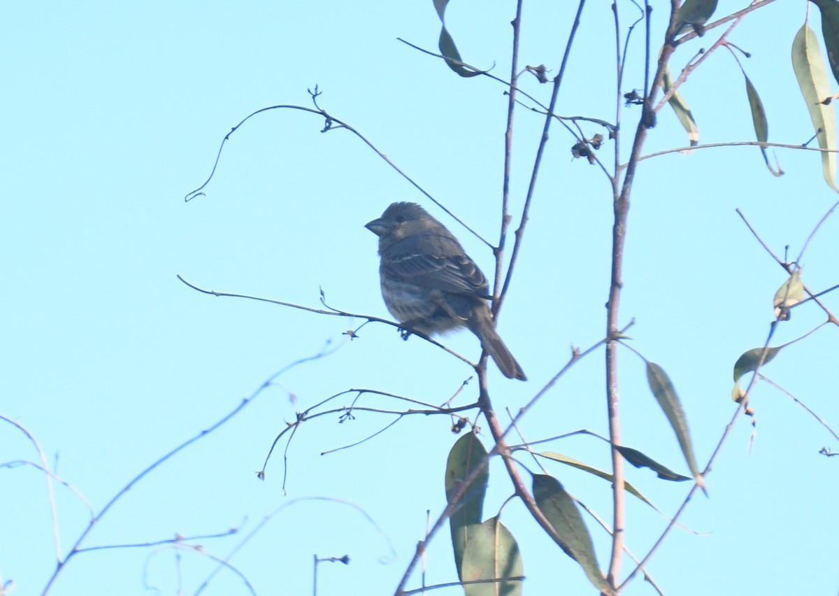 Roselin familier - ML646671699