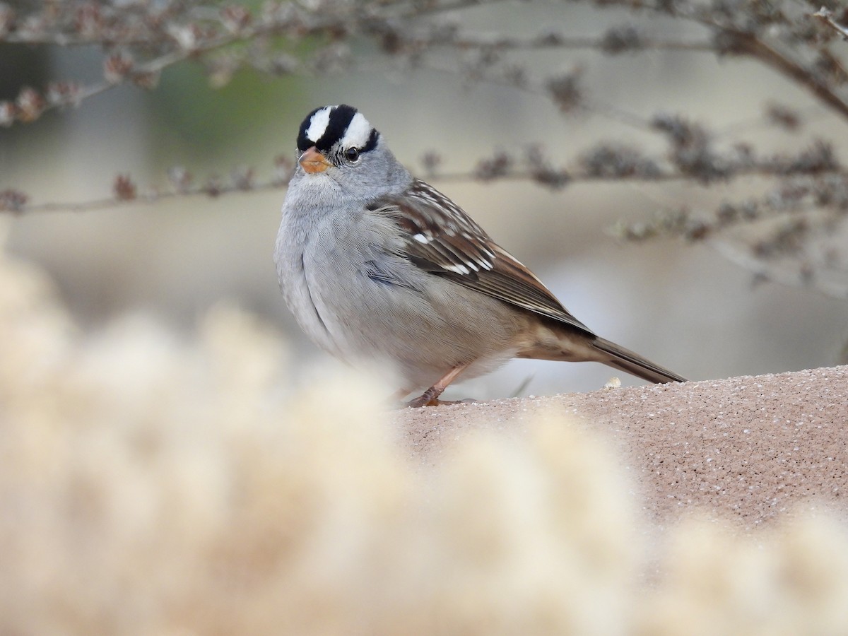 Dachsammer - ML646671700