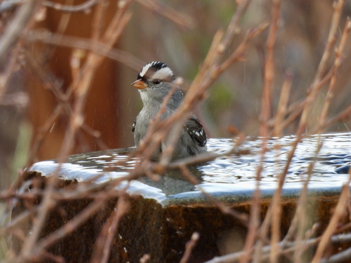 Dachsammer - ML646671701