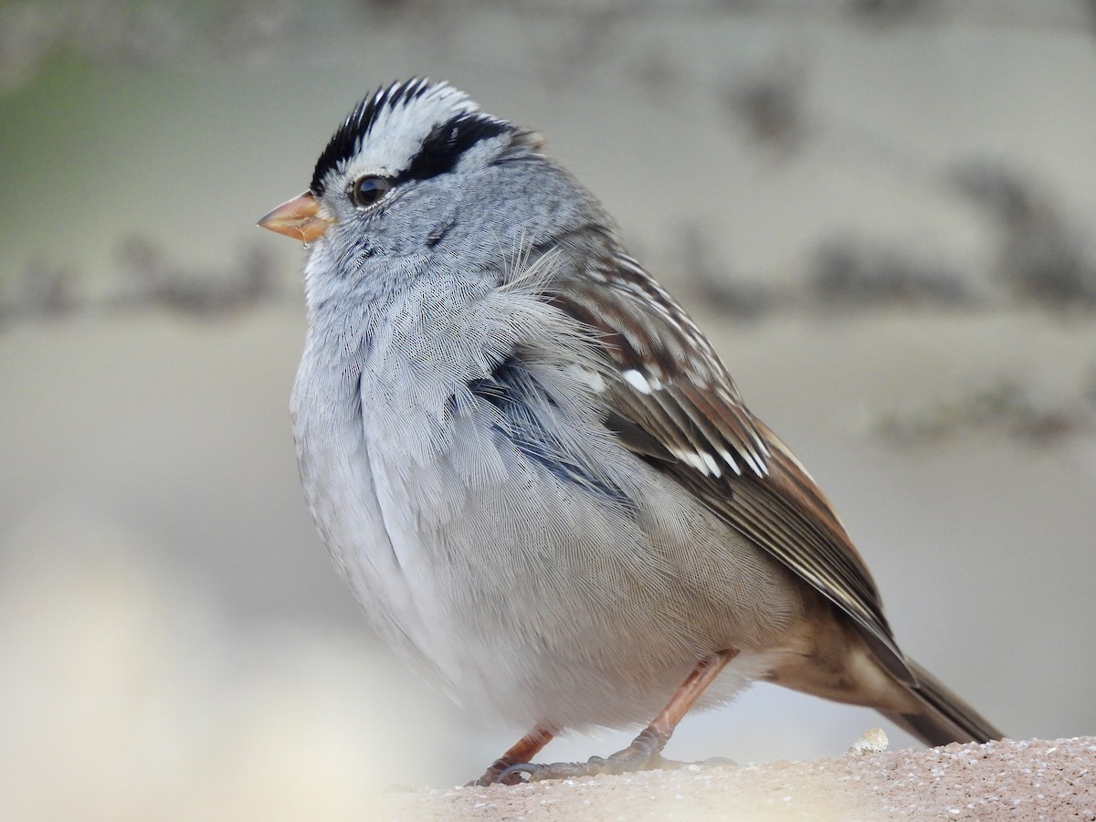 Dachsammer - ML646671703