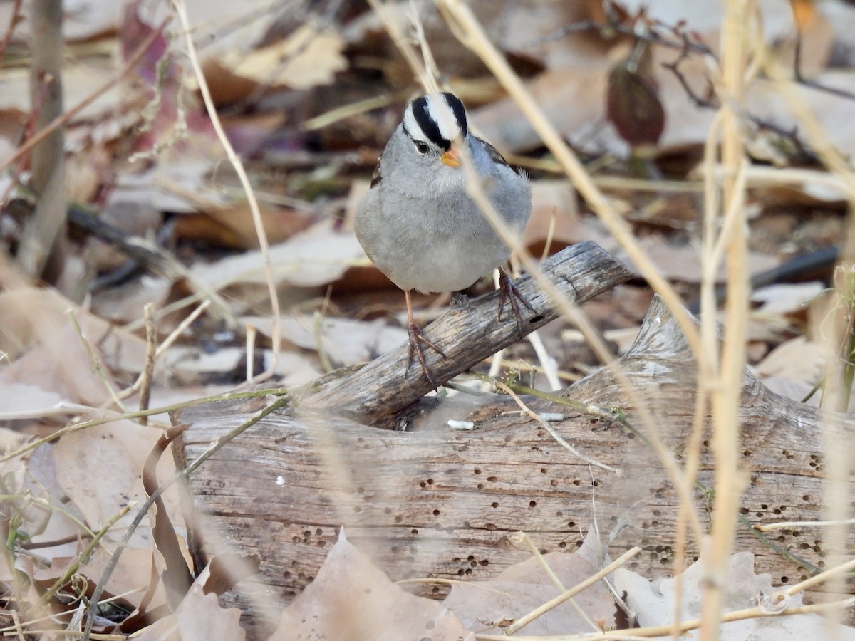 Dachsammer - ML646671704