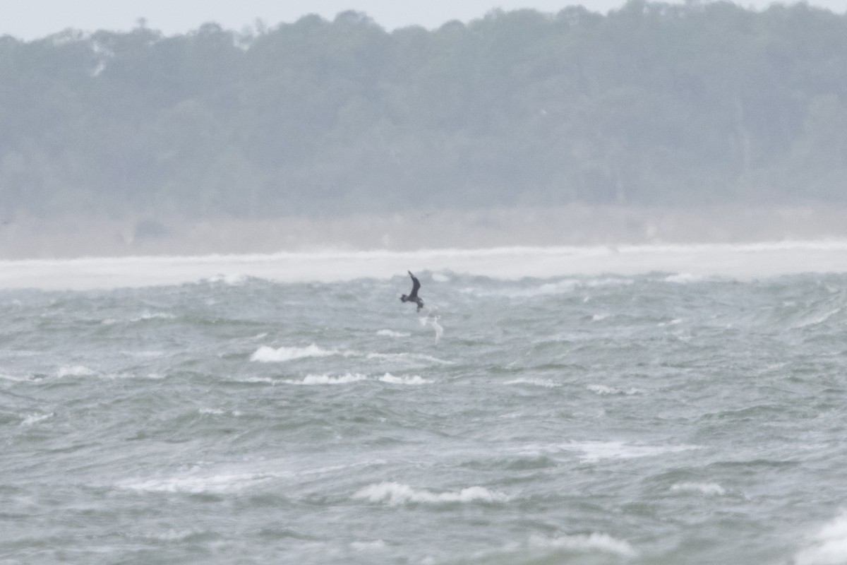 Короткохвостый/Средний поморник - ML646671705