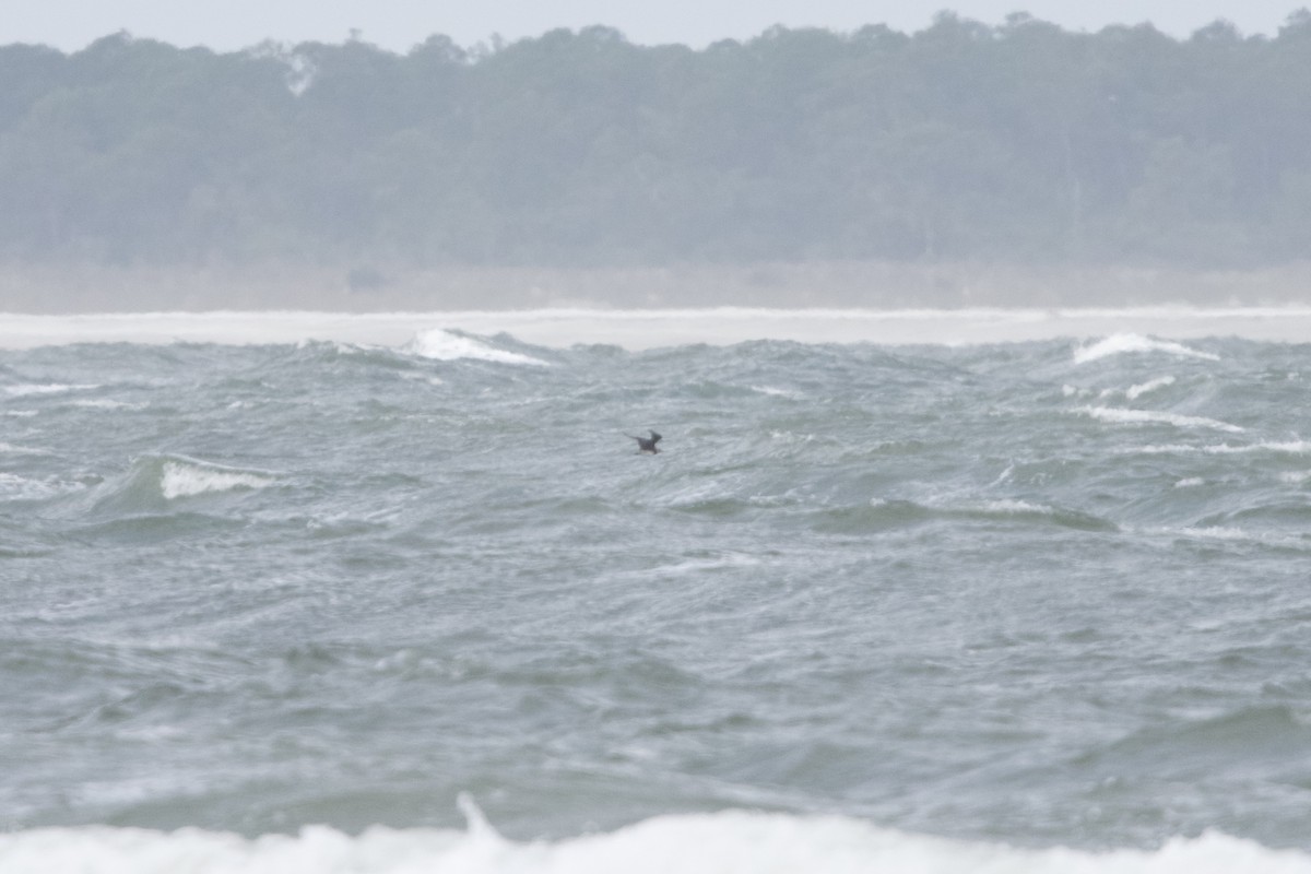 Короткохвостый/Средний поморник - ML646671706