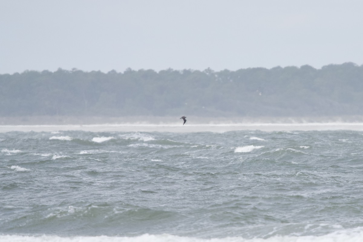 Короткохвостый/Средний поморник - ML646671707