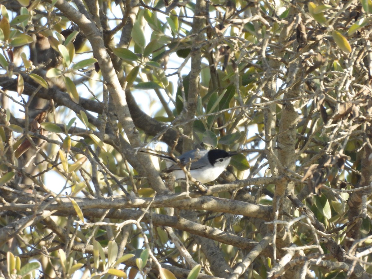 White-browed Gnatcatcher - ML646671708