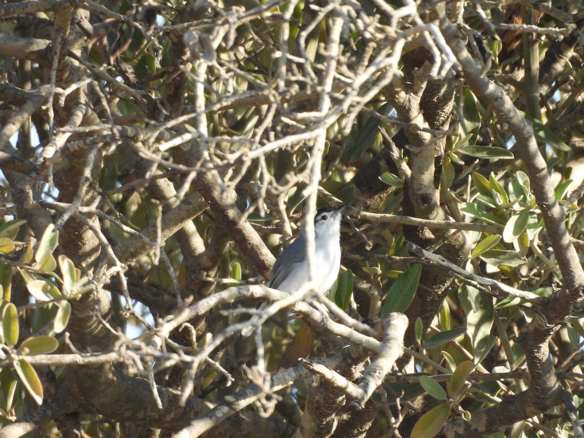 White-browed Gnatcatcher - ML646671709