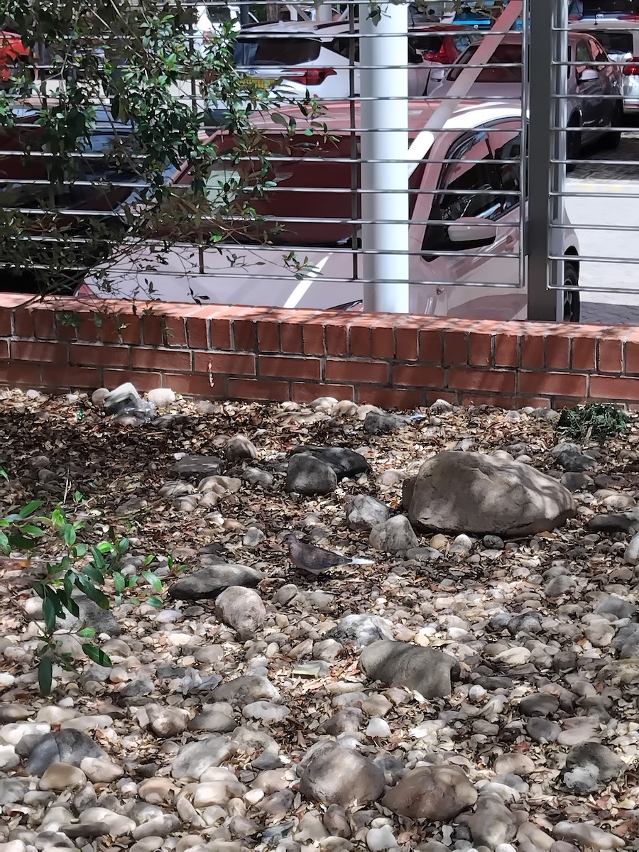 Laughing Dove - ML646671710