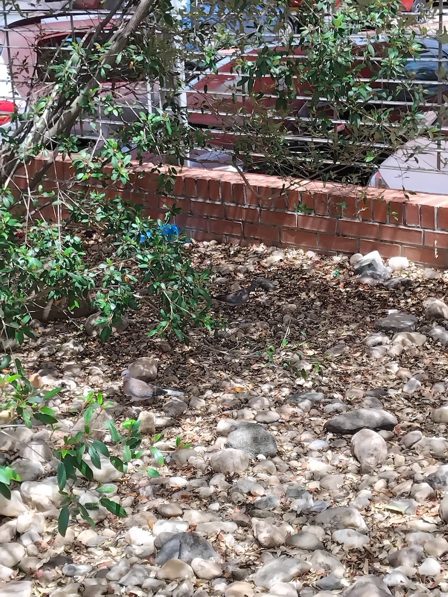 Laughing Dove - ML646671711