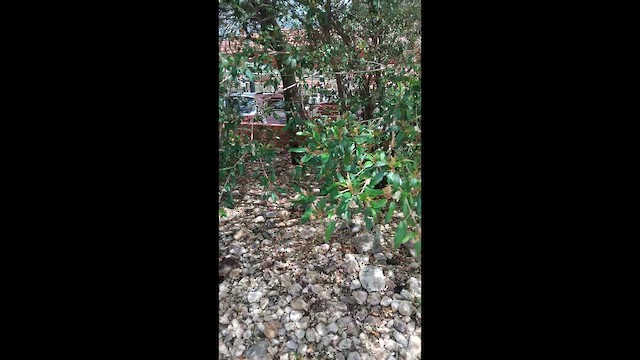 צוצלת - ML646671712