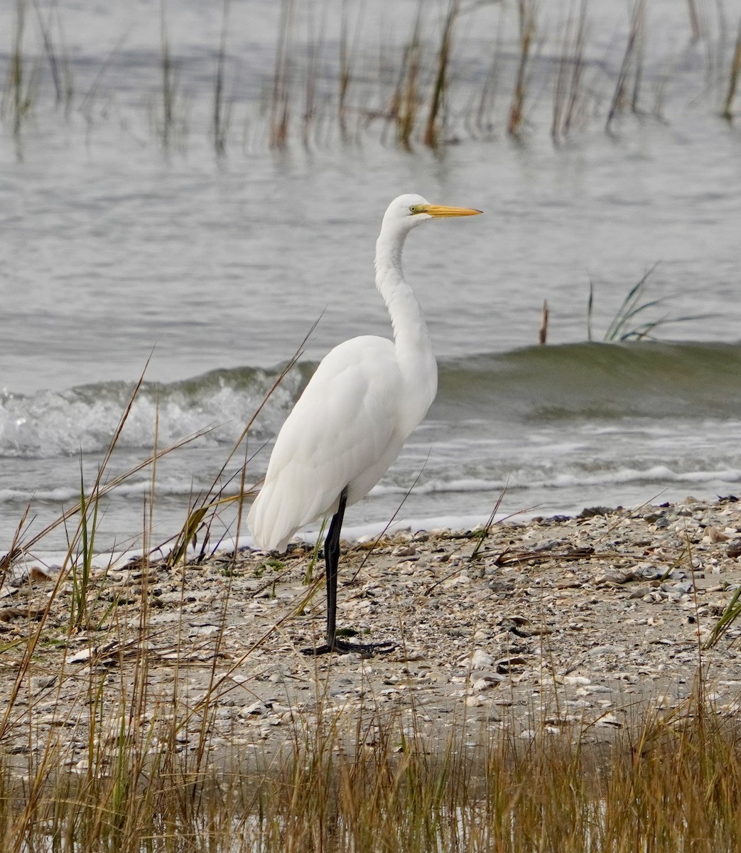 Airone bianco maggiore - ML646671713