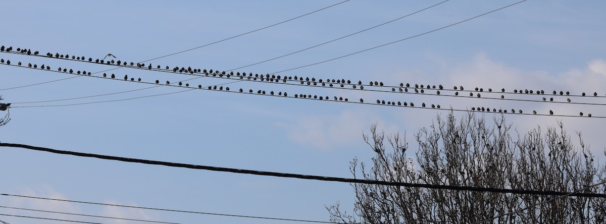 European Starling - ML646671714