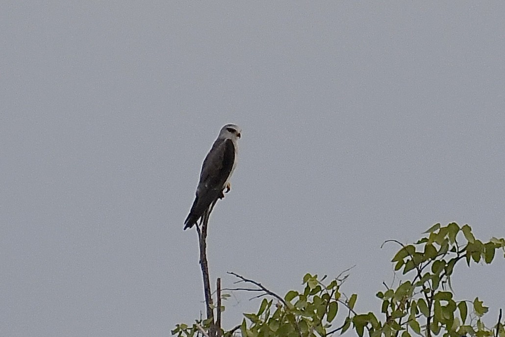 Black-winged Kite (African) - ML646671715