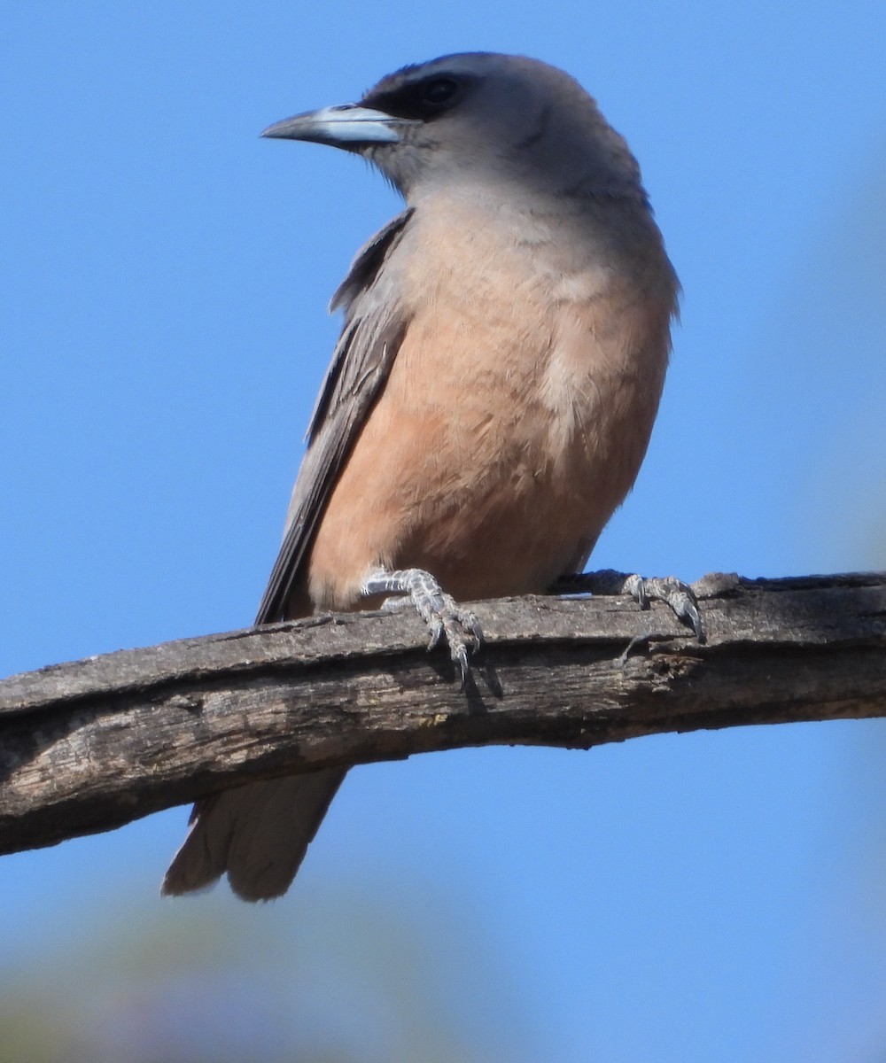 White-browed Woodswallow - ML646671716