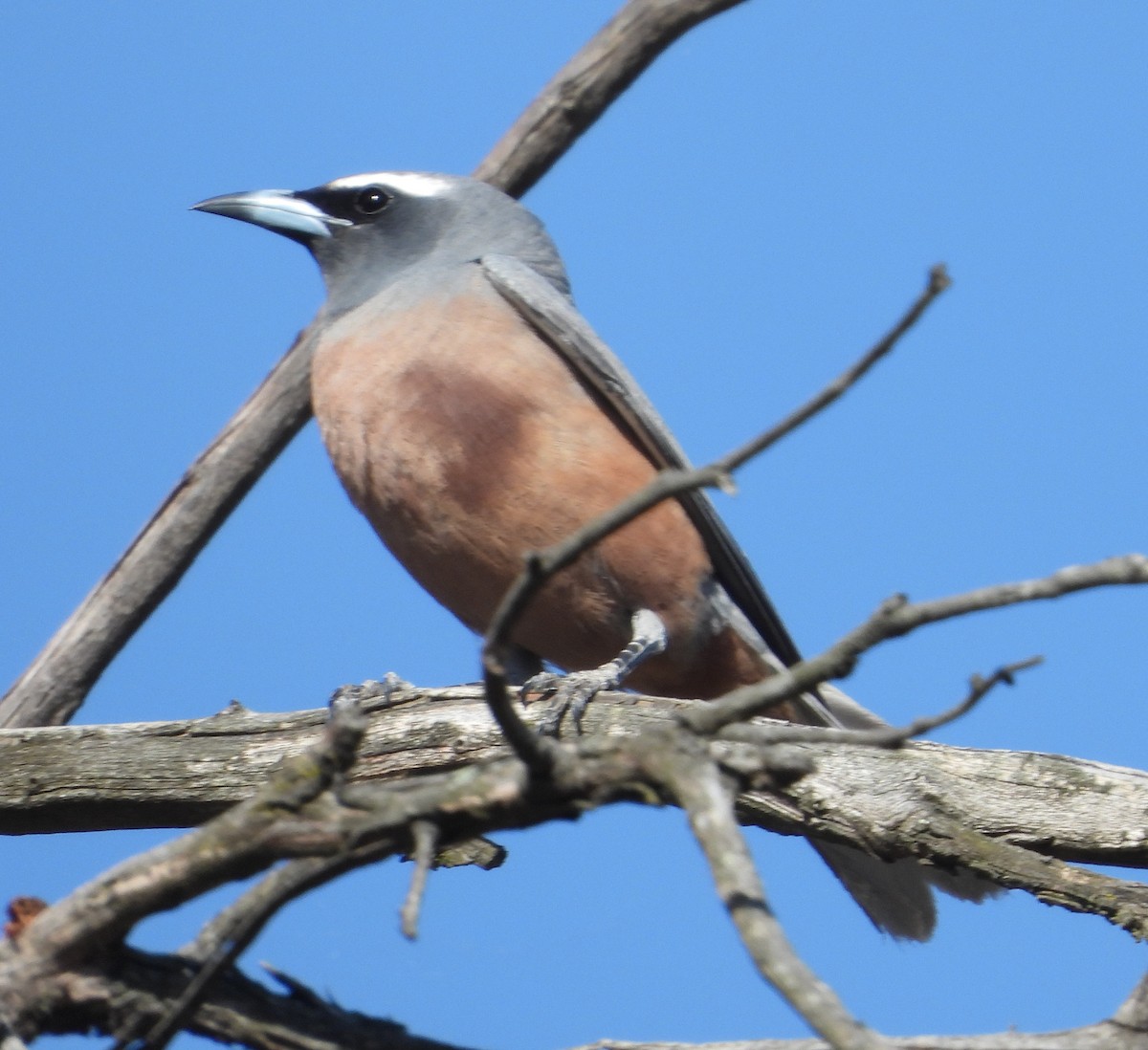 White-browed Woodswallow - ML646671717