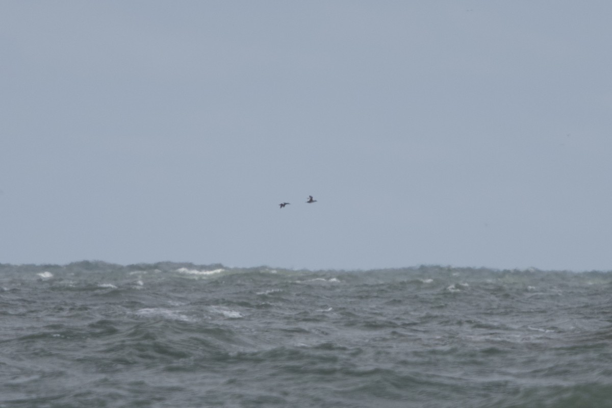 Белокрылый турпан - ML646671718