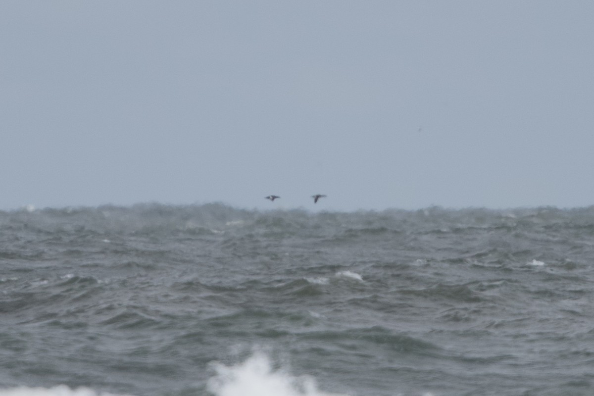 Белокрылый турпан - ML646671720