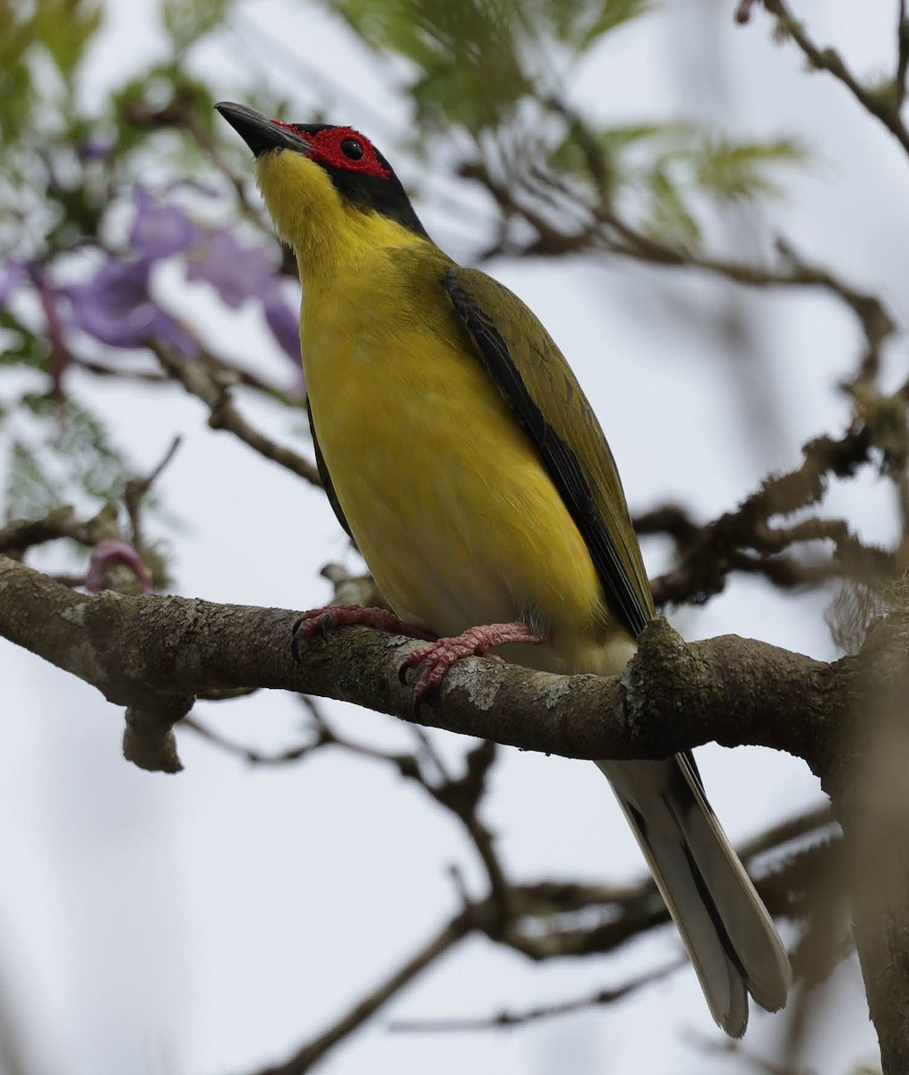 Australasian Figbird - ML646671721